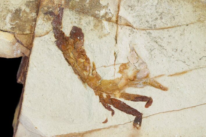 Miocene Pea Crab (Pinnixa) Fossil - California #141632